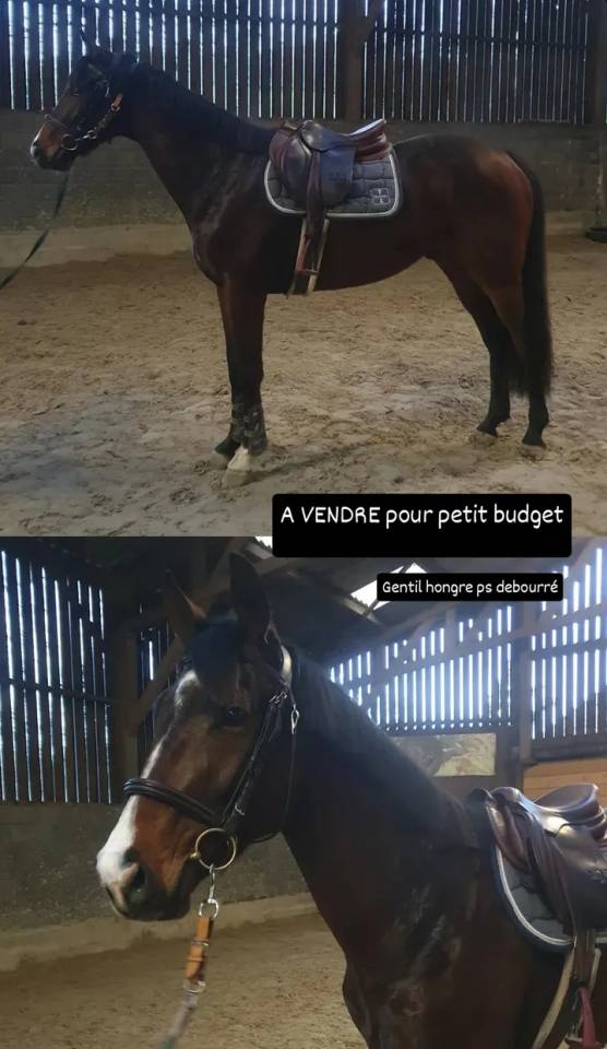 Hongre pur sang joli look