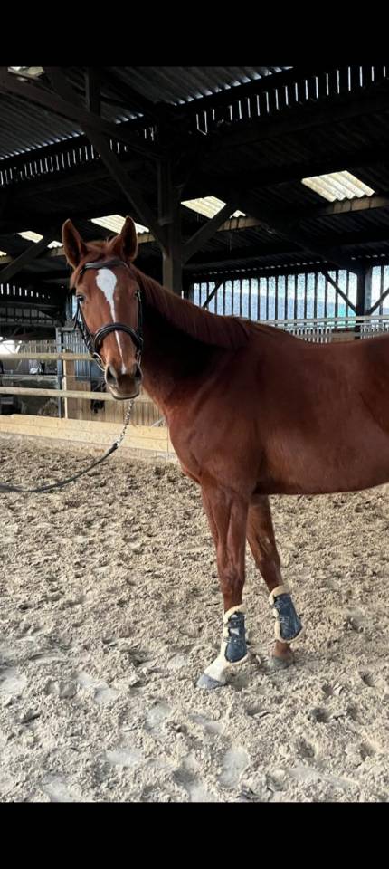 Jument pur sang joli look