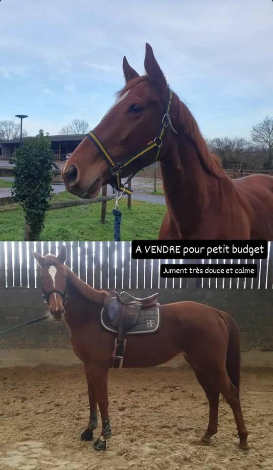 Jument pur sang joli look