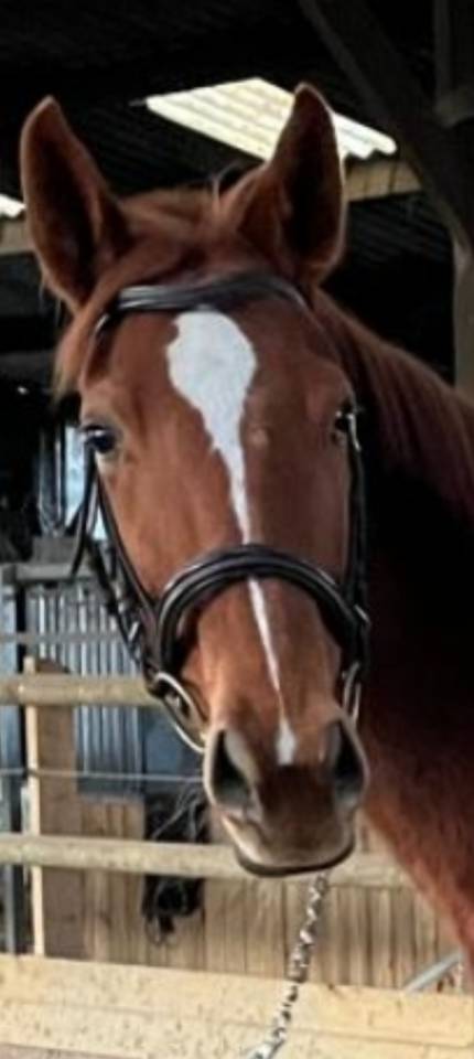 Jument pur sang joli look