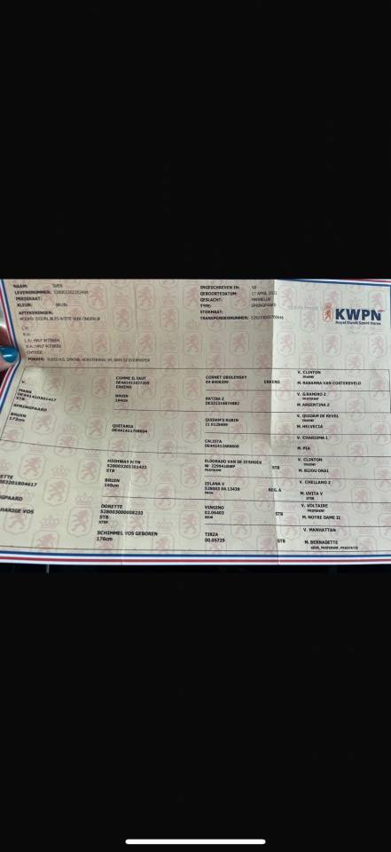 Top 4 ans grosses origines 