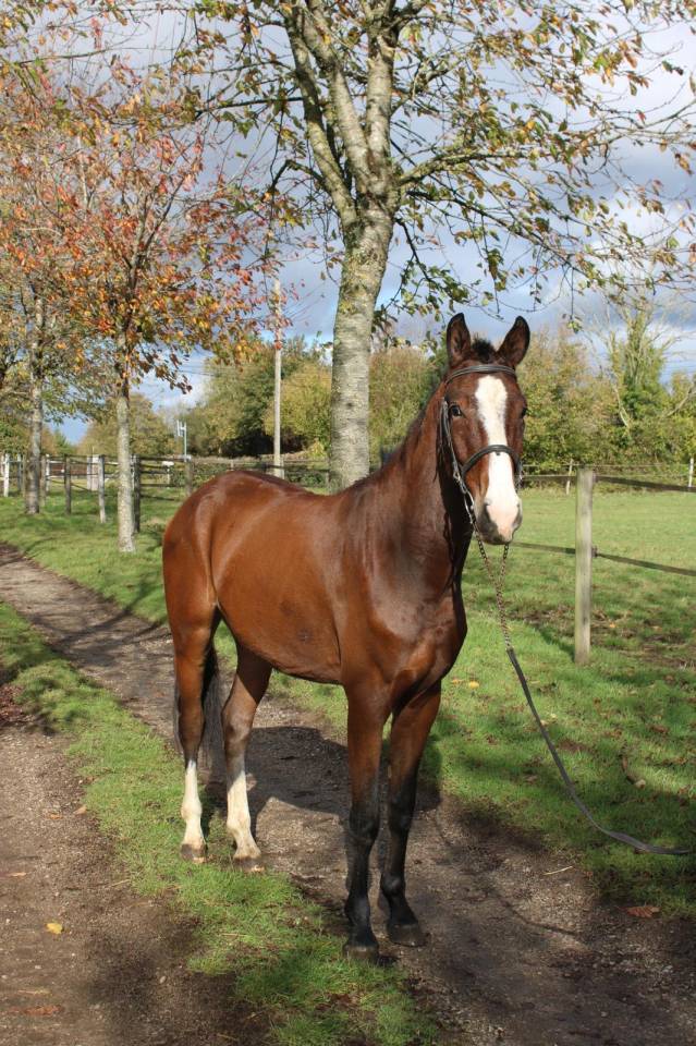 Top 4 ans grosses origines 