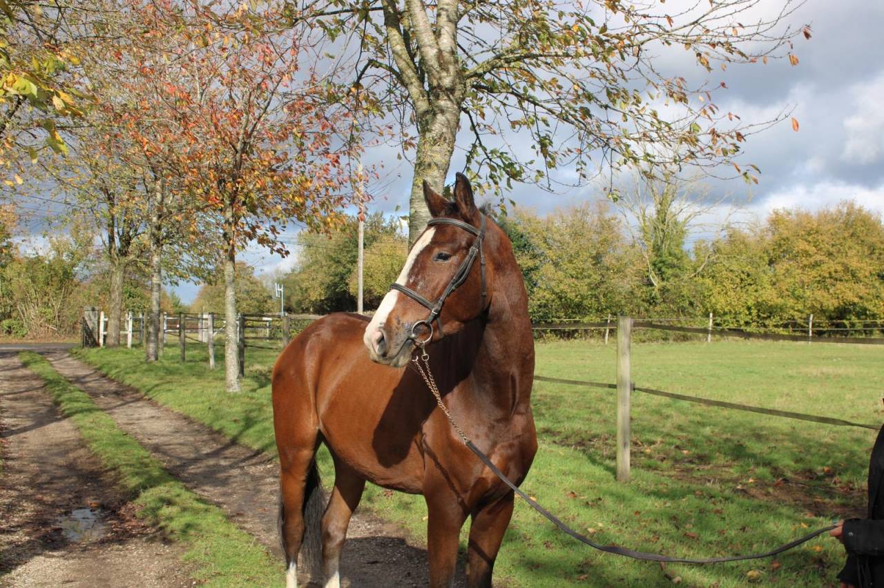 Top 4 ans grosses origines 