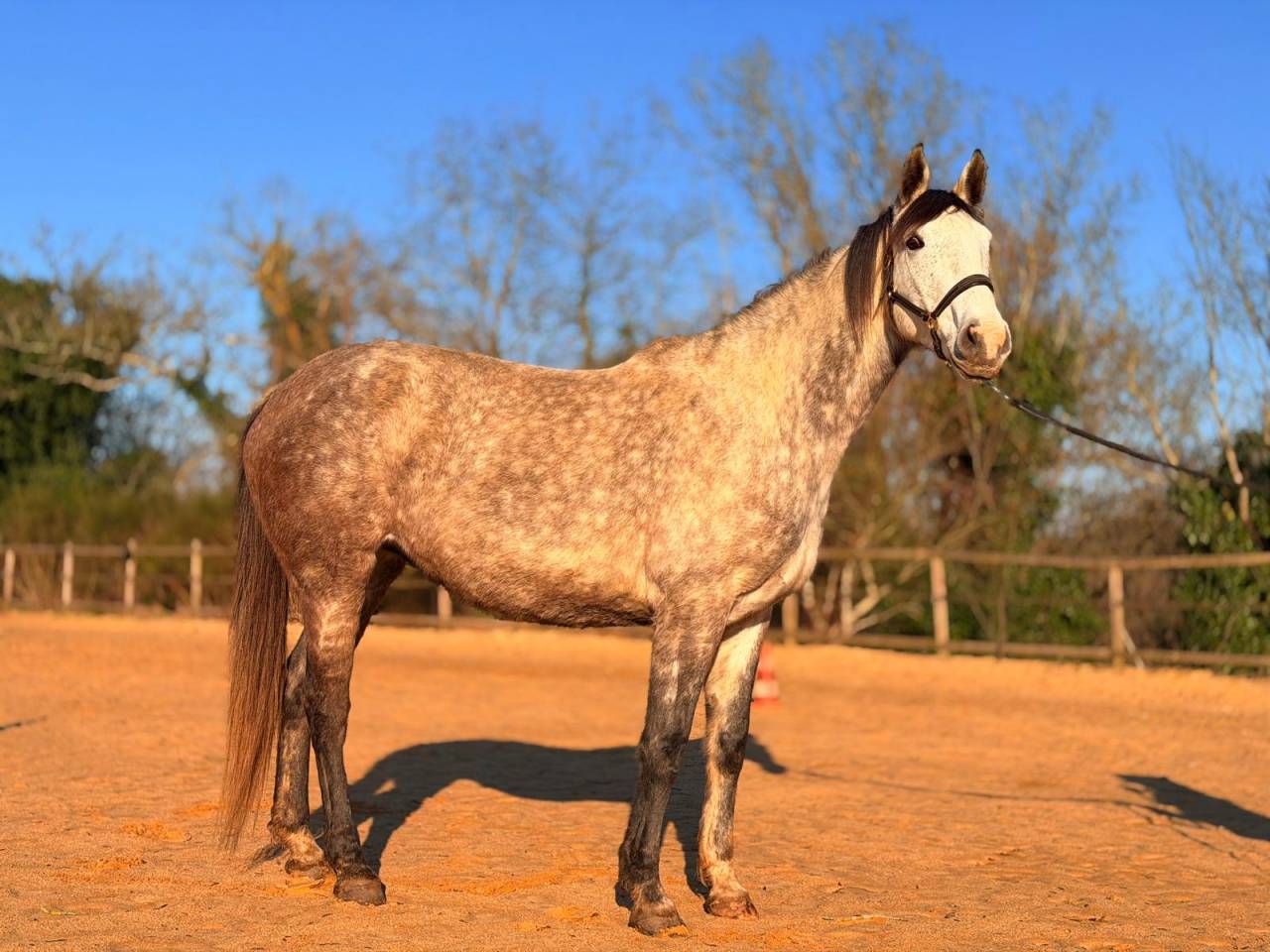 Adorable jument SF x Lusi, pour loisir et comp&eacute;tition 