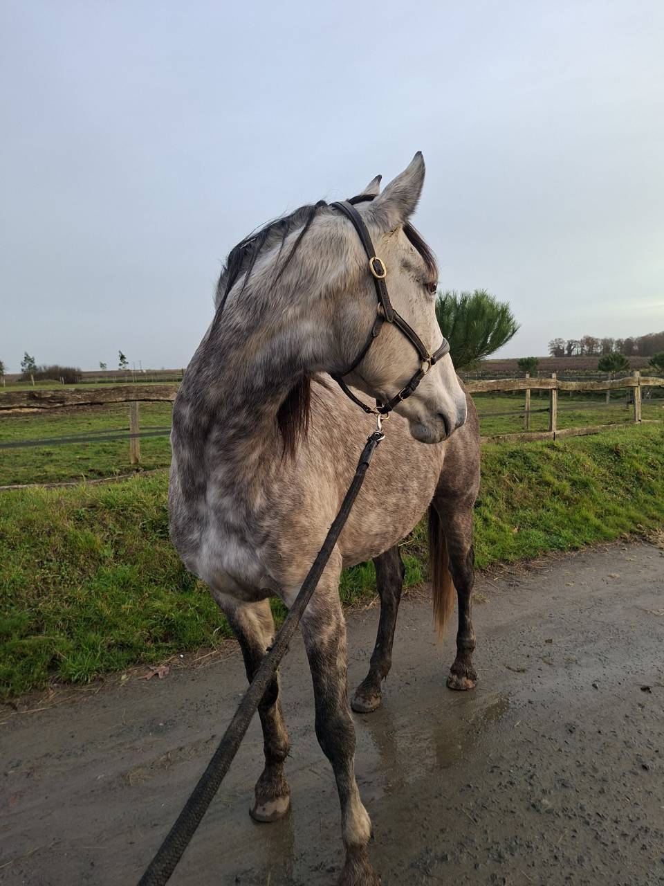 Adorable jument SF x Lusi, pour loisir et comp&eacute;tition 