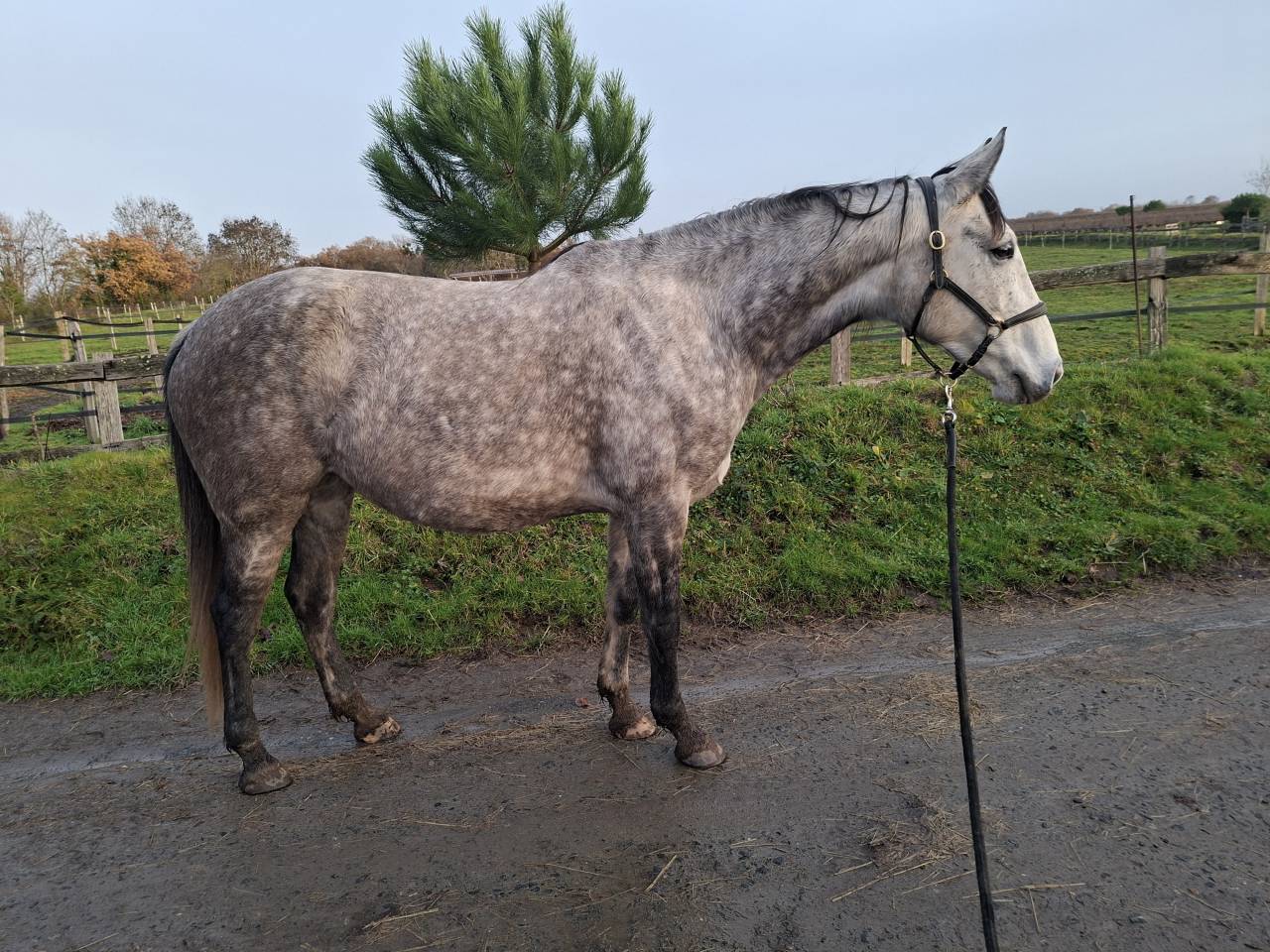 Adorable jument SF x Lusi, pour loisir et comp&eacute;tition 