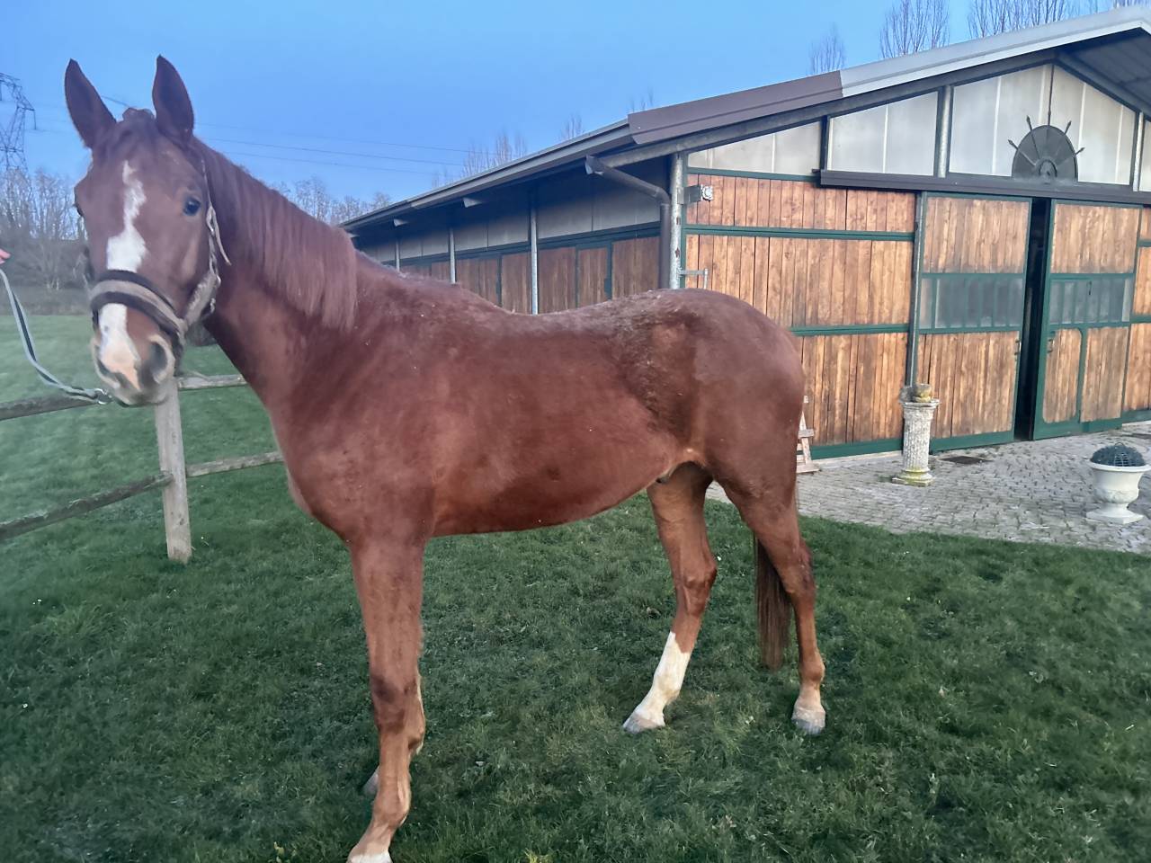 Poulain par mylord Carthago 