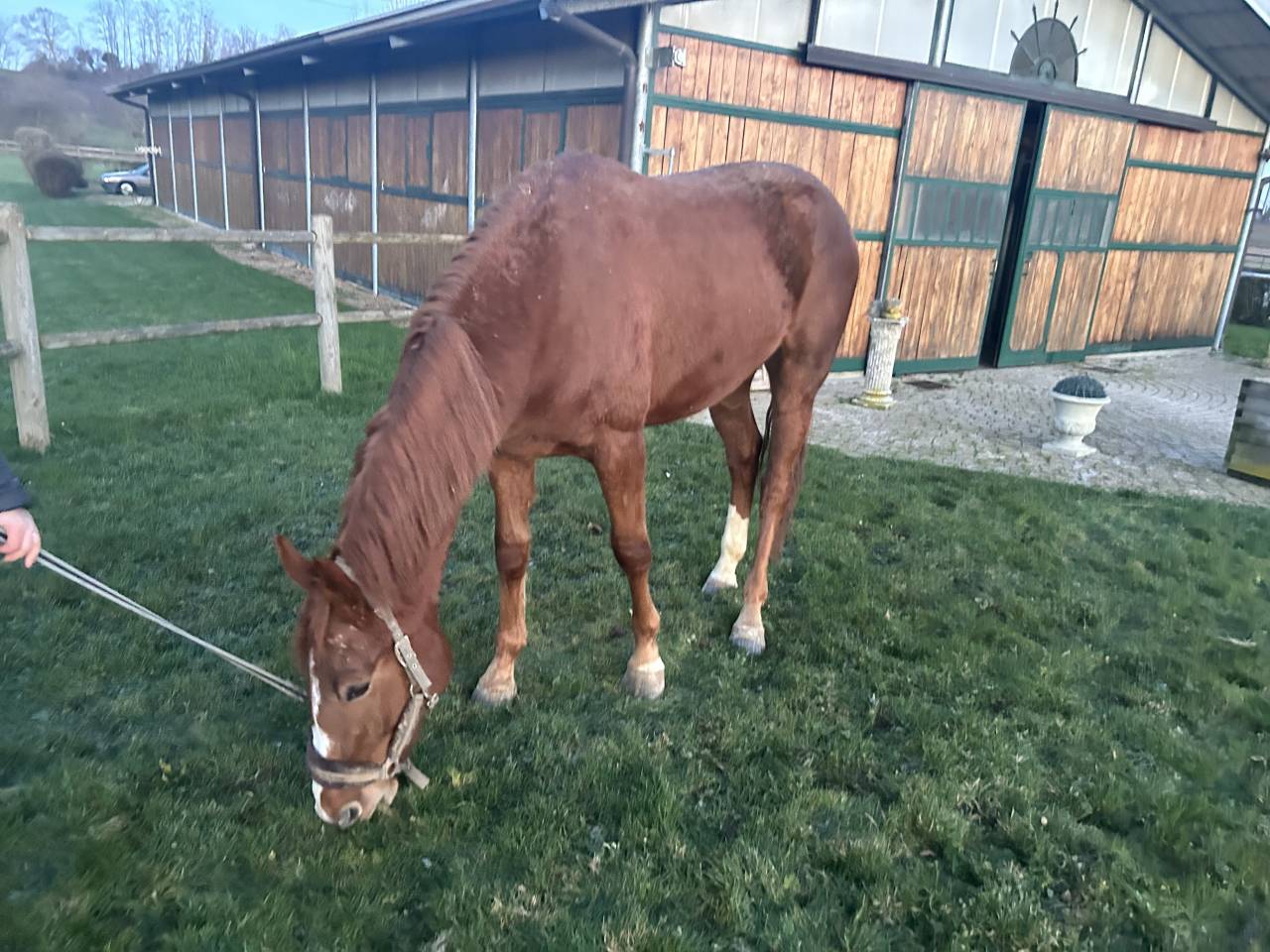 Poulain par mylord Carthago 