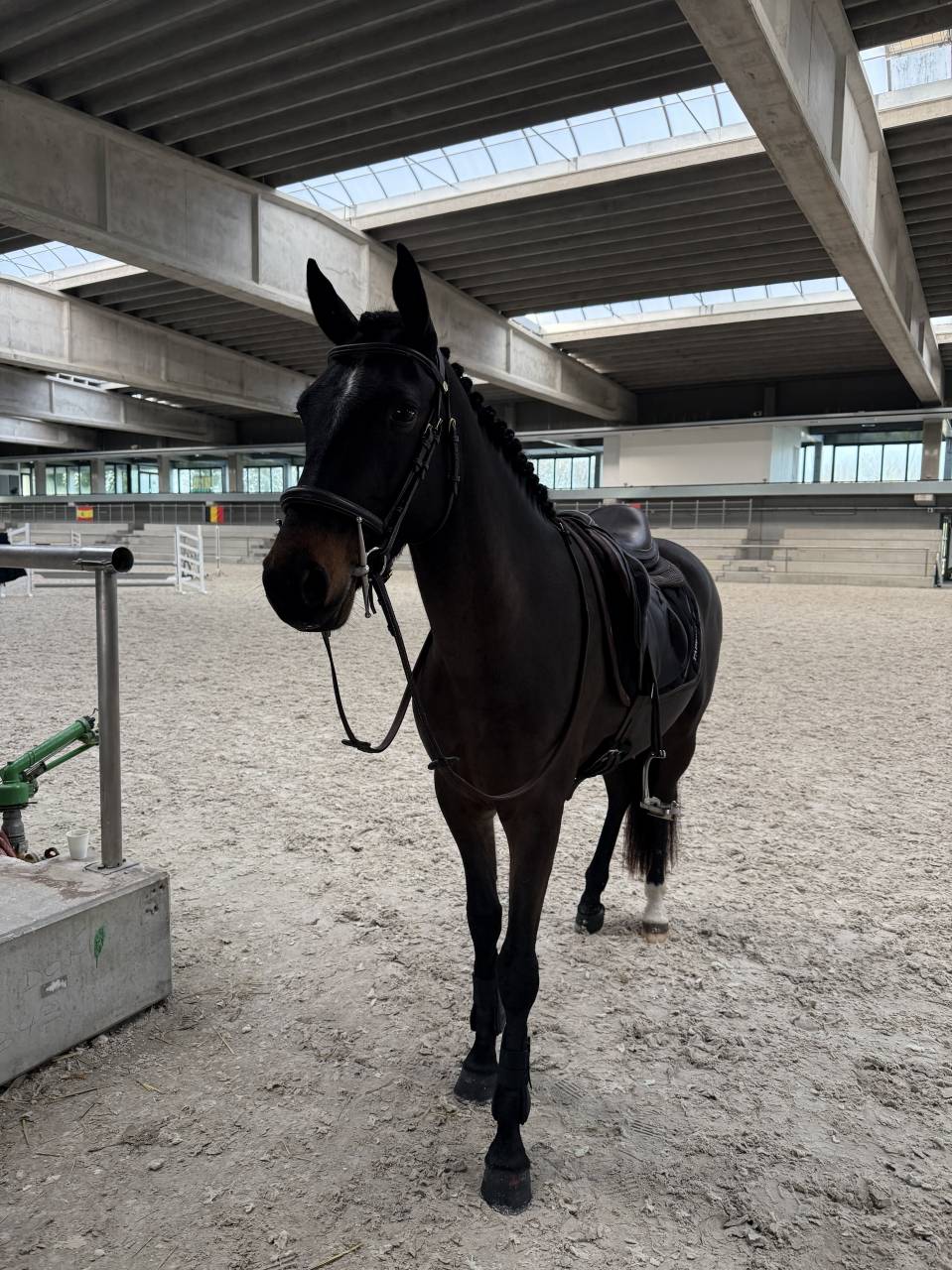 poney fran&ccedil;ais de selle