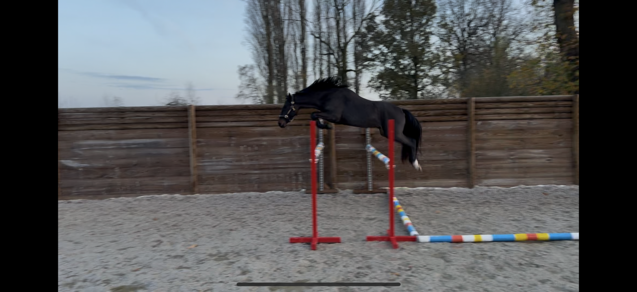 poney fran&ccedil;ais de selle