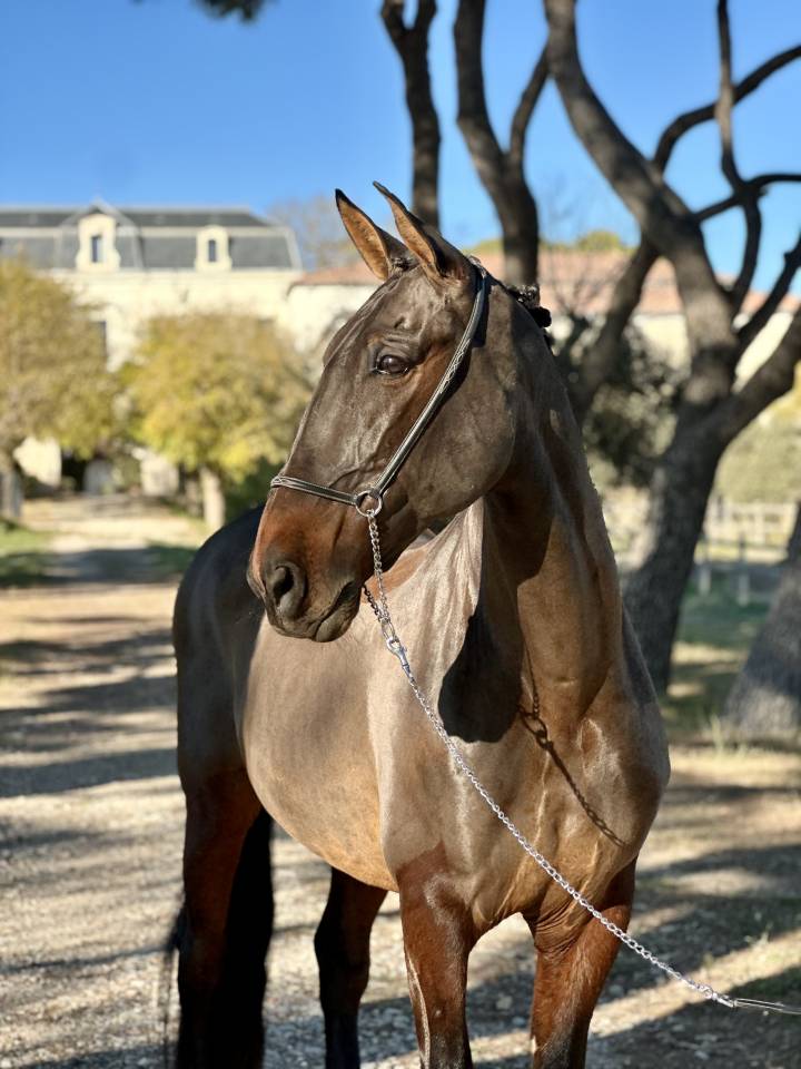Hongre, PRE ma&icirc;tre d&rsquo;&eacute;cole dressage 