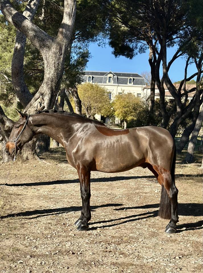Hongre, PRE ma&icirc;tre d&rsquo;&eacute;cole dressage 