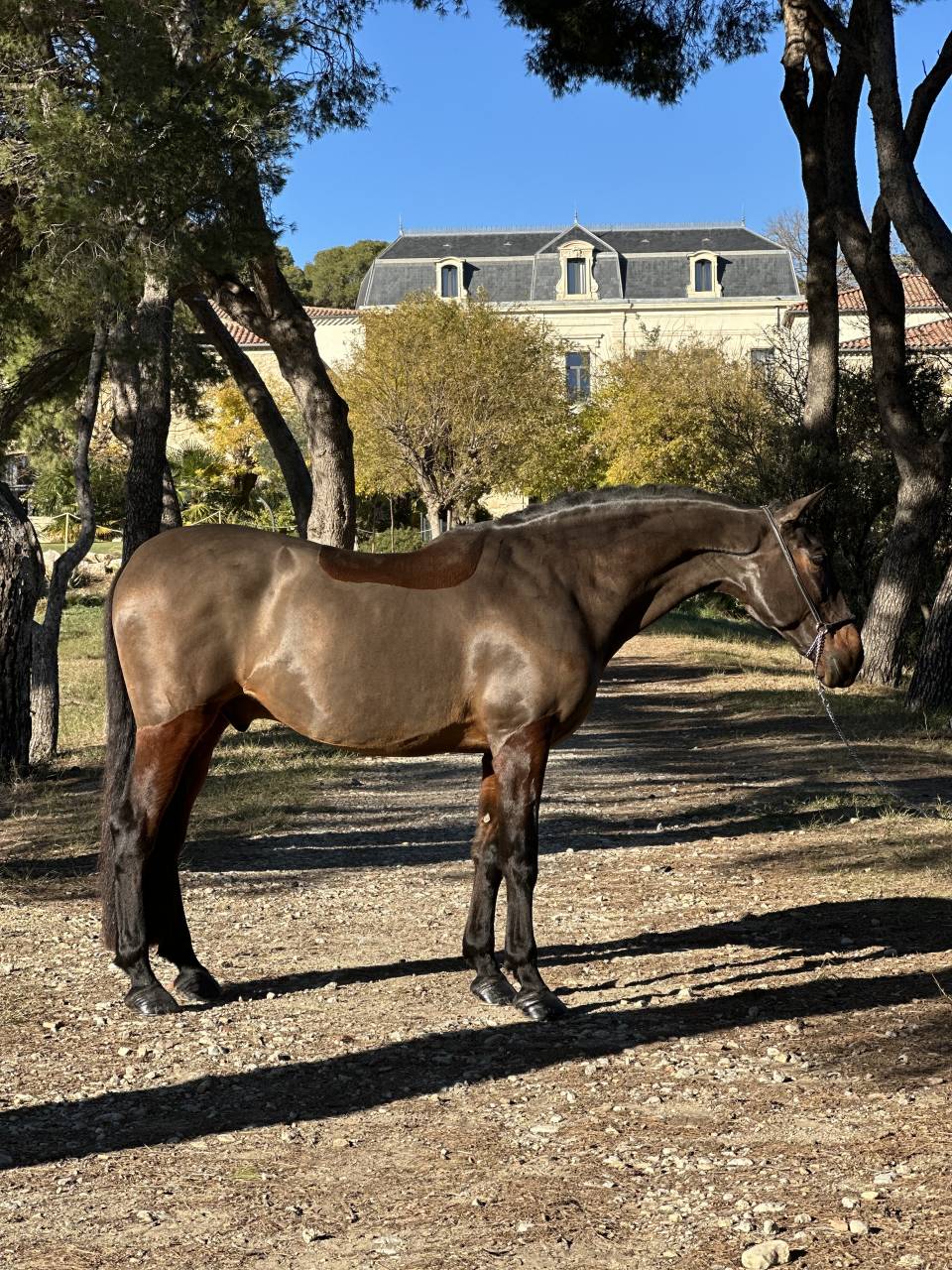 Hongre, PRE ma&icirc;tre d&rsquo;&eacute;cole dressage 