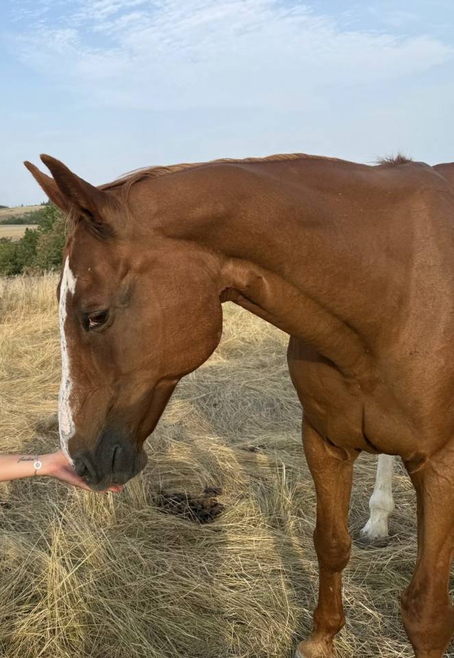 Jument poulini&egrave;re confirm&eacute;e CSO &ndash; Tr&egrave;s bon papier &ndash; 