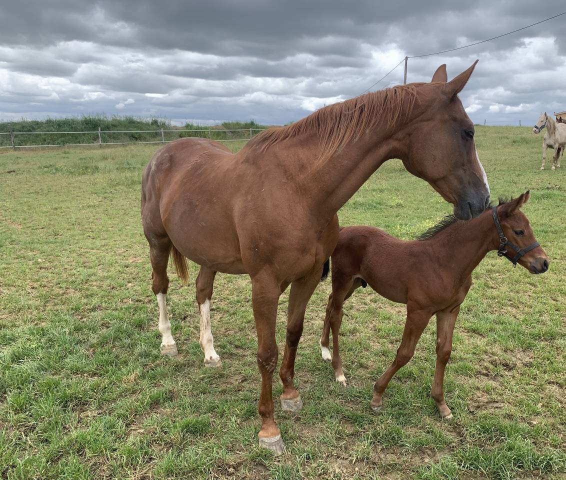 Jument poulini&egrave;re confirm&eacute;e CSO &ndash; Tr&egrave;s bon papier &ndash; 
