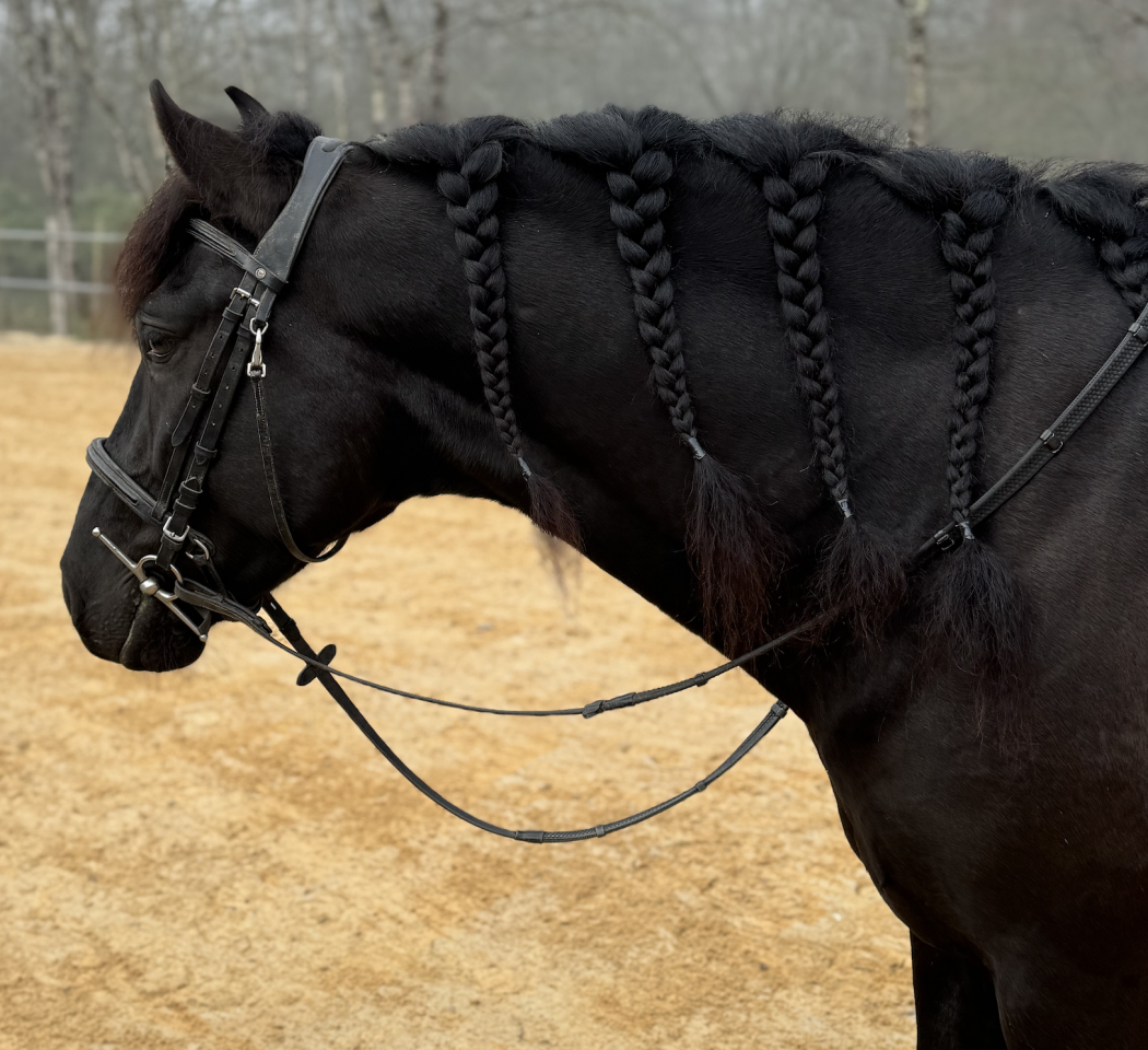 Adorable Cheval Pure race Espagnole