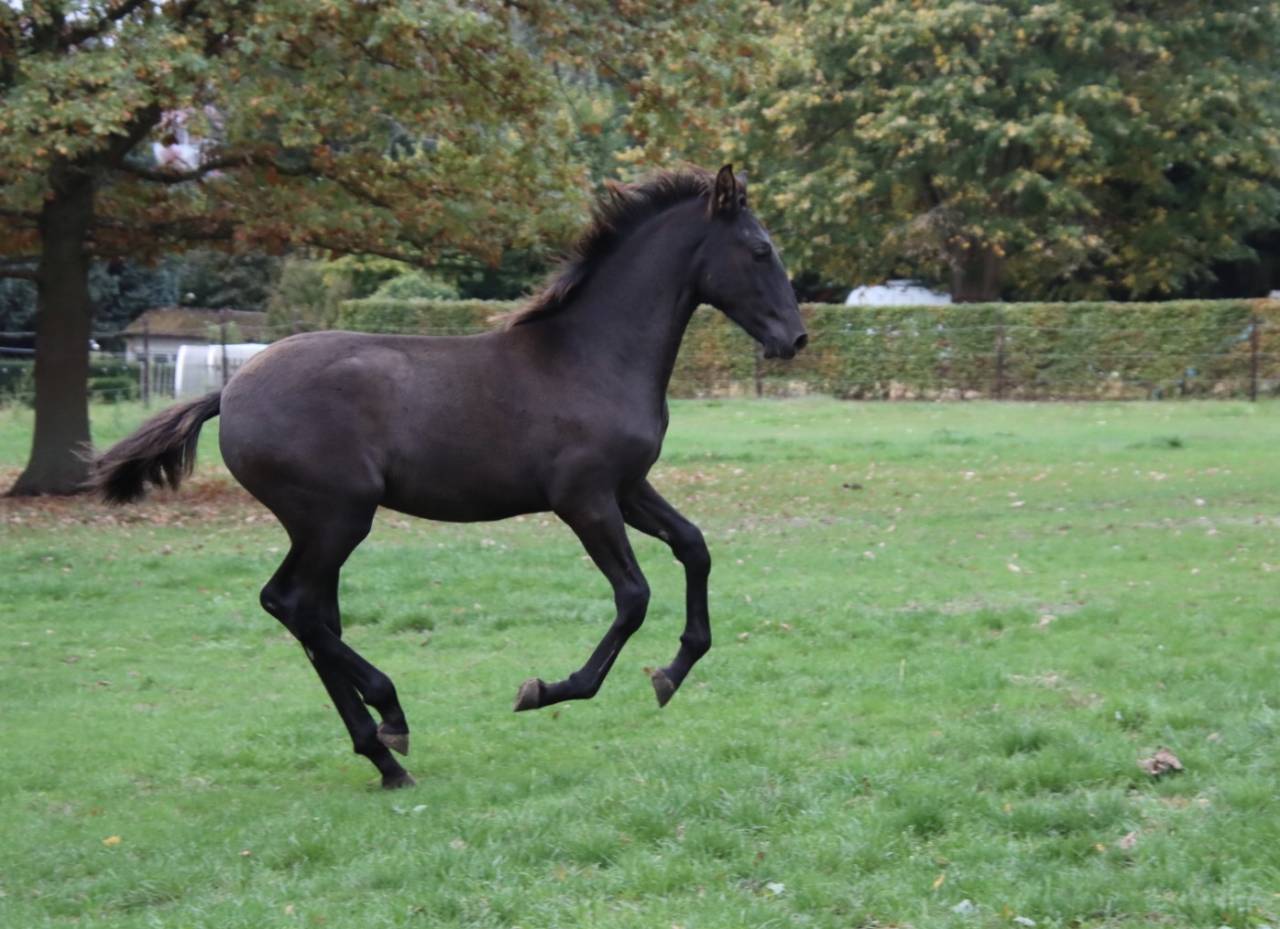 Poulain PRE noir top origines 