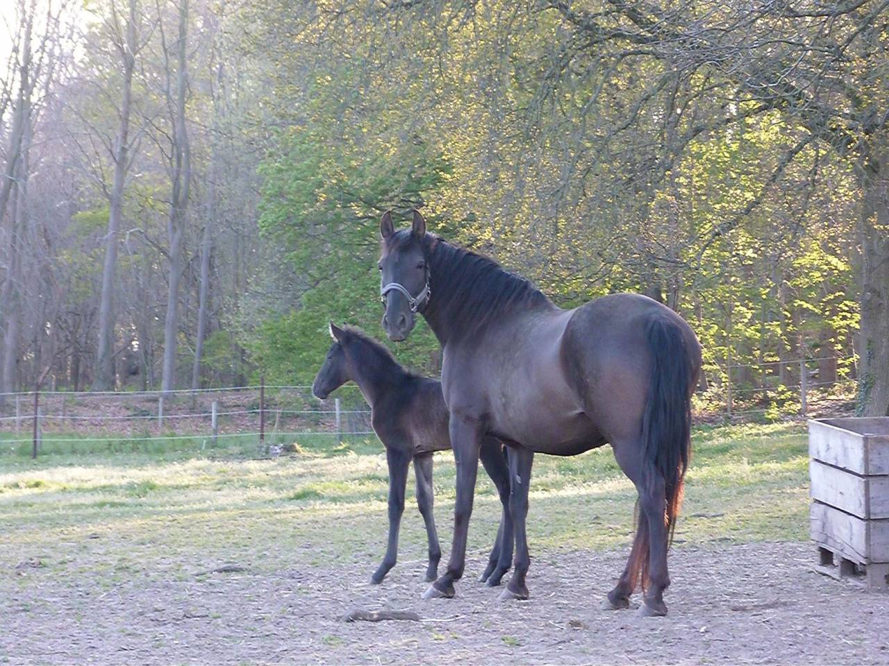 Jument PRE noire gestante bon papiers