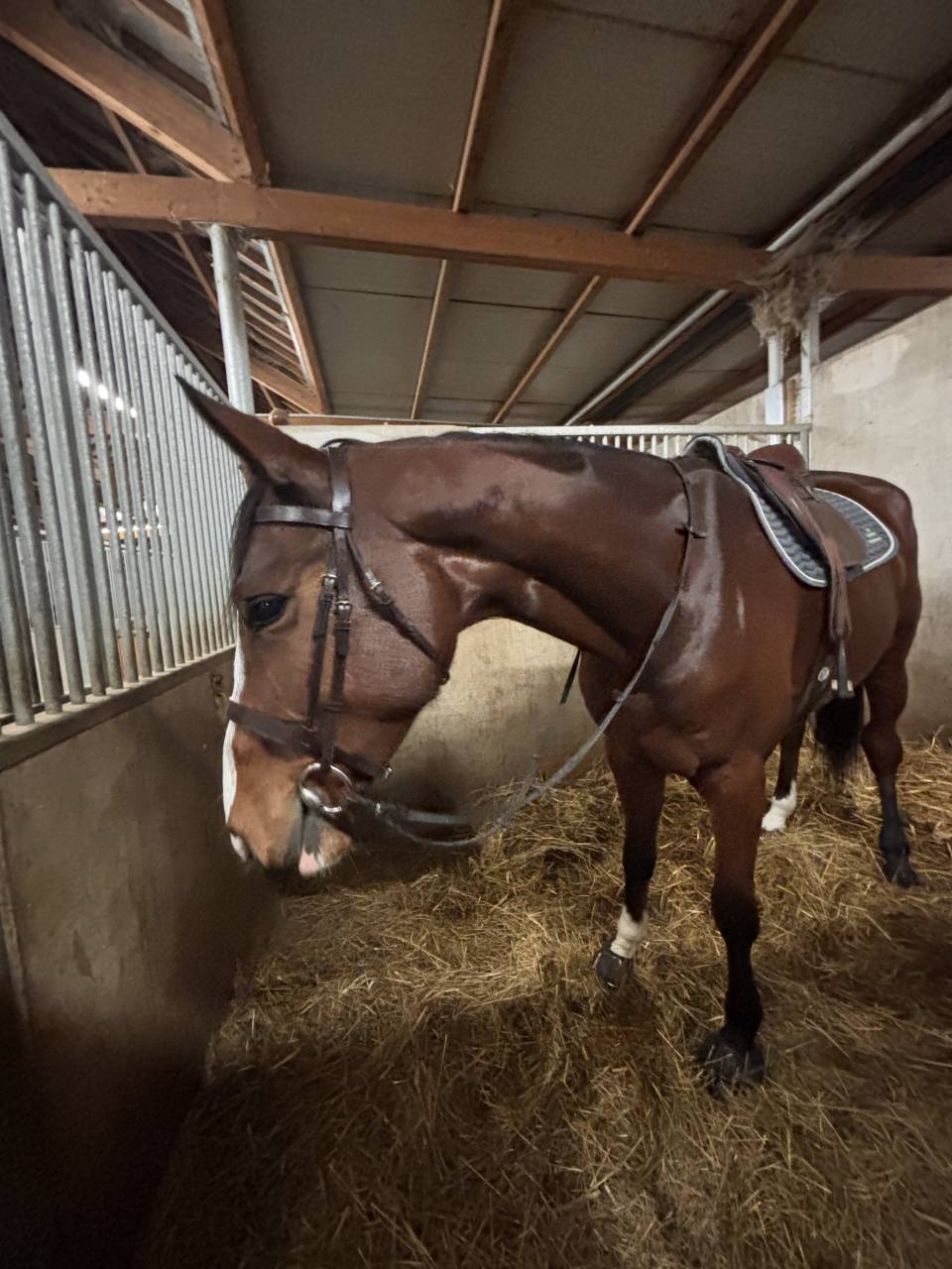 Cavalier soigneur et autre 