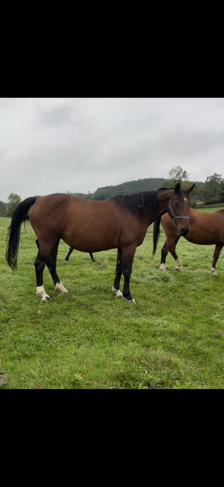 Poulini&egrave;re diamant de semilly pleine 