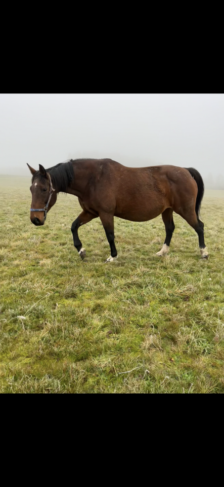 Poulini&egrave;re diamant de semilly pleine 