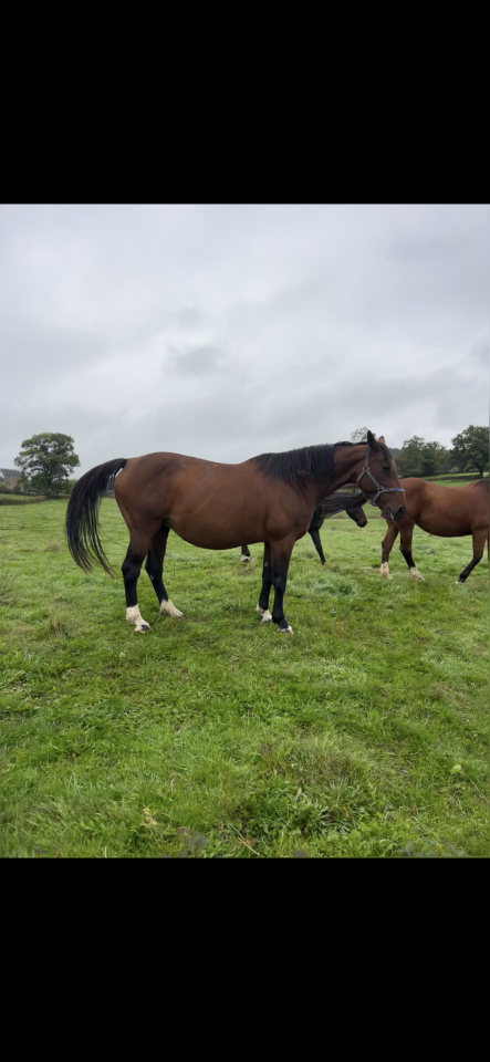 Poulini&egrave;re diamant de semilly pleine 