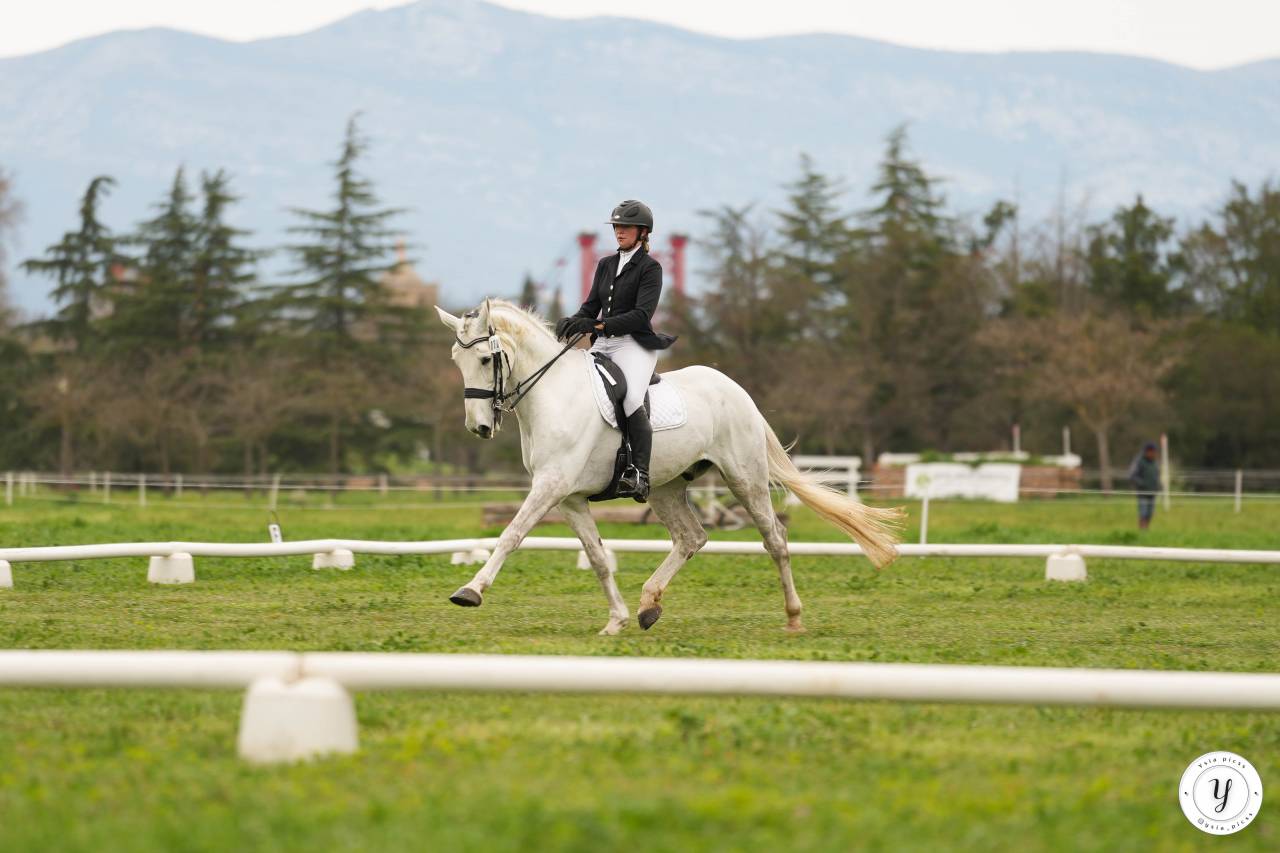 Hongre Zangersheide 12 ans CSO/DRESSAGE/CCE