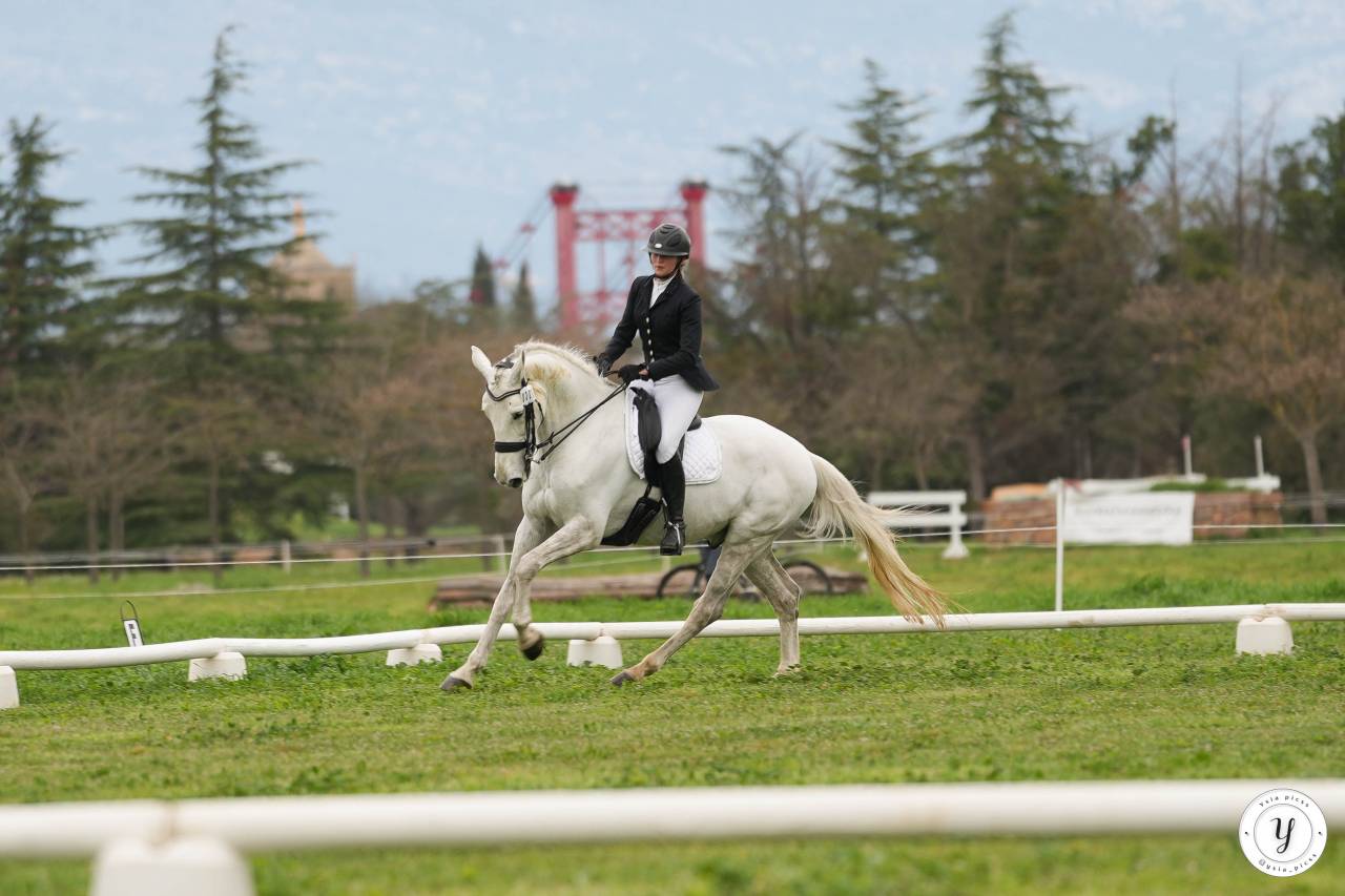 Hongre Zangersheide 12 ans CSO/DRESSAGE/CCE
