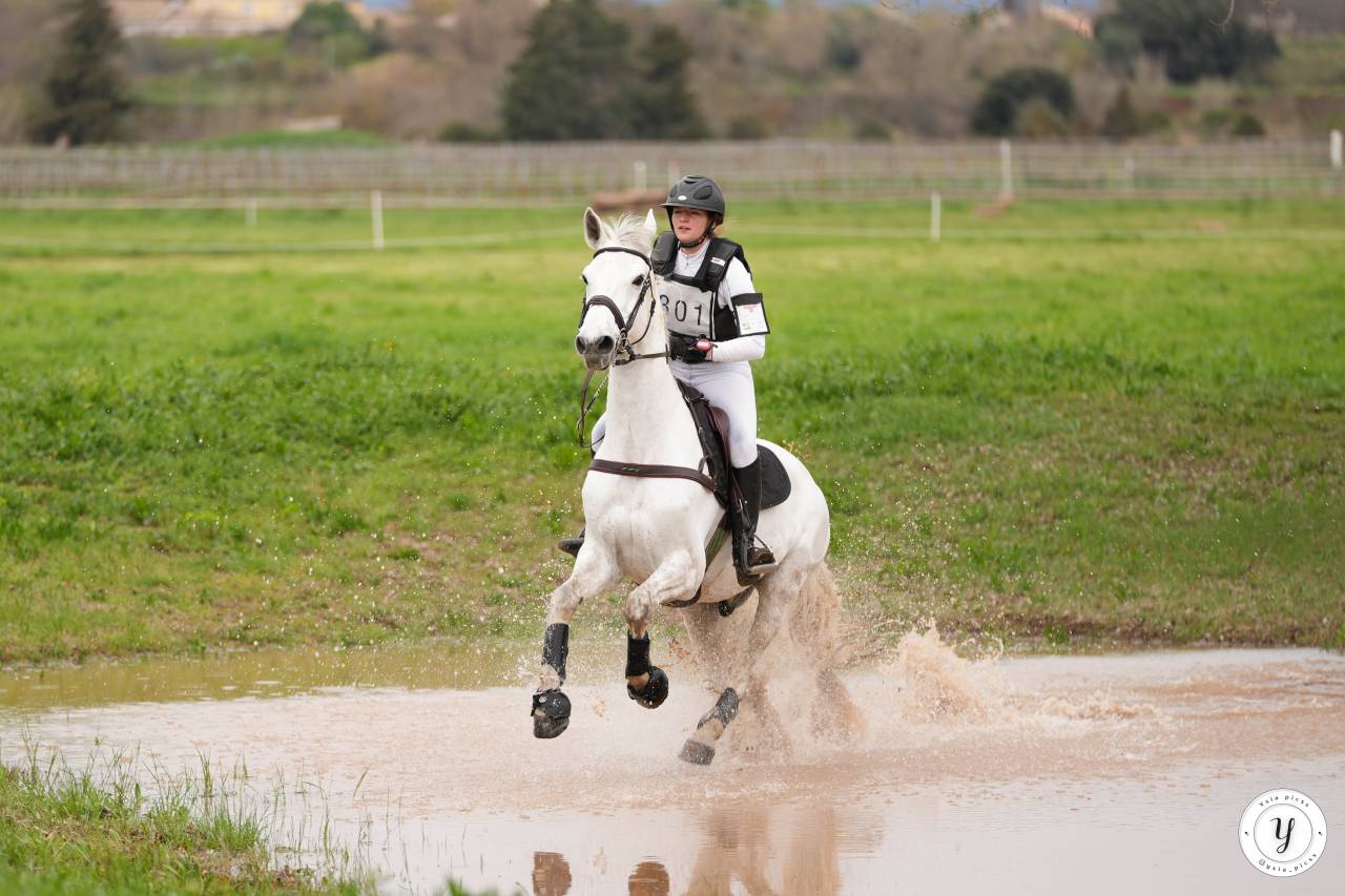 Hongre Zangersheide 12 ans CSO/DRESSAGE/CCE