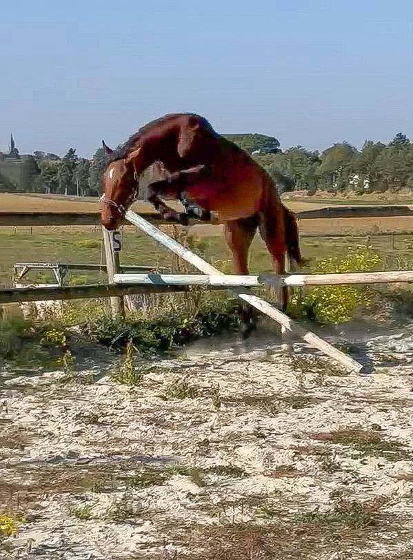 Hongre Selle Fran&ccedil;ais