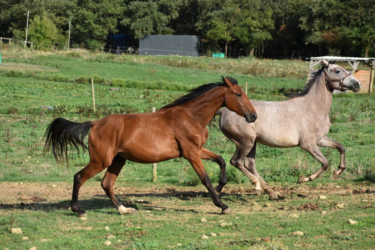 Hongre Selle Fran&ccedil;ais
