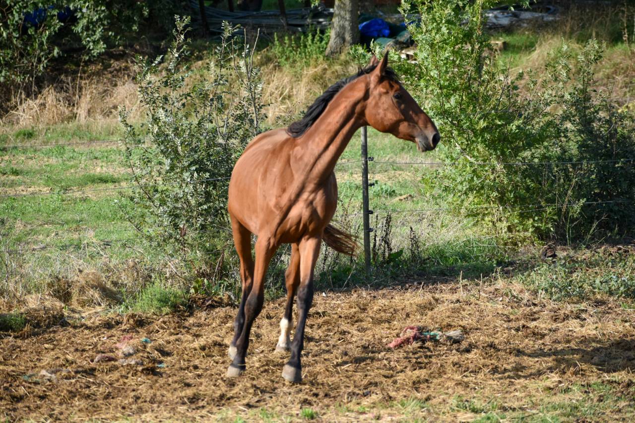 Hongre Selle Fran&ccedil;ais
