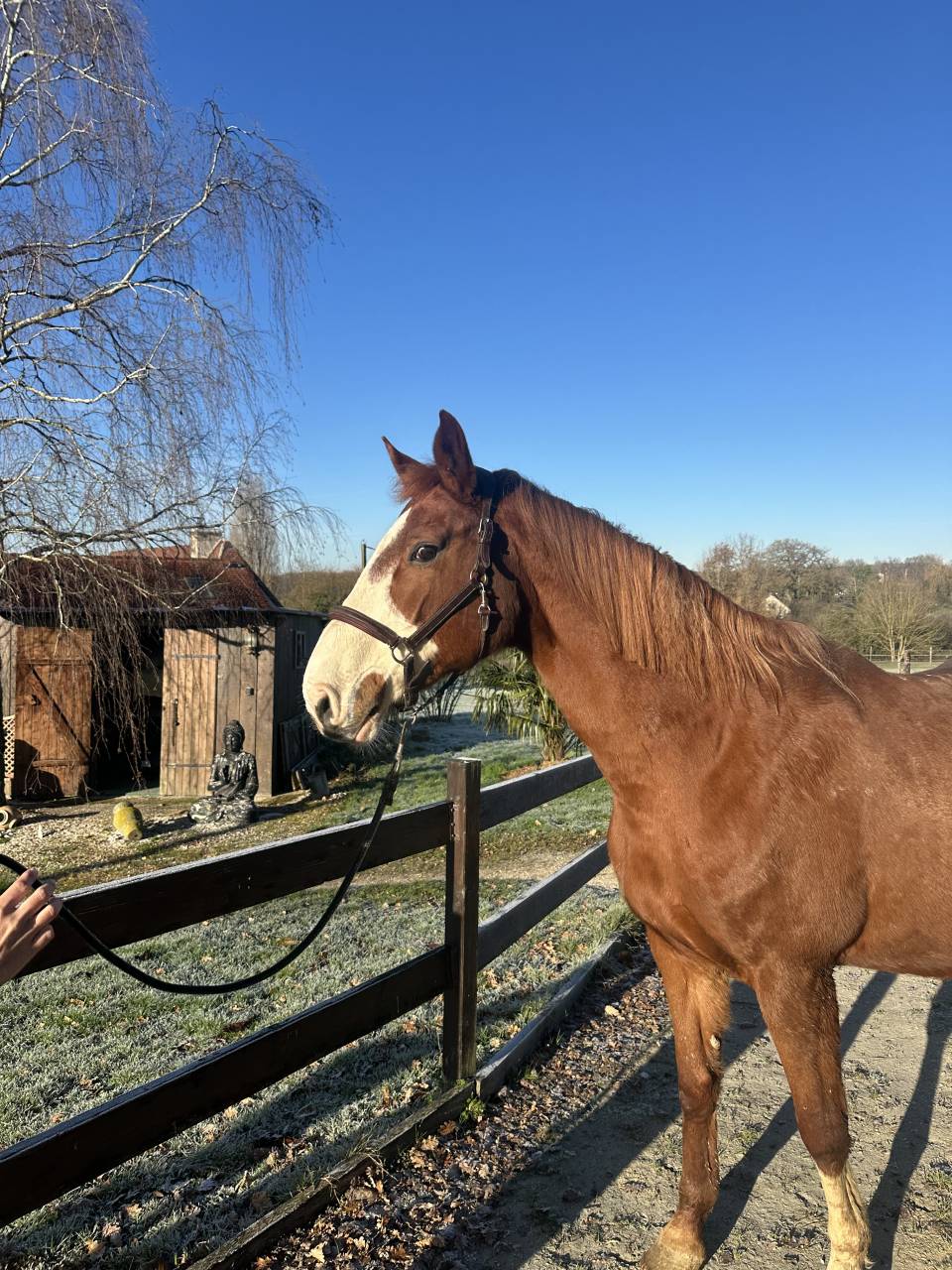 Jument SF pleine de dollar de la pierre