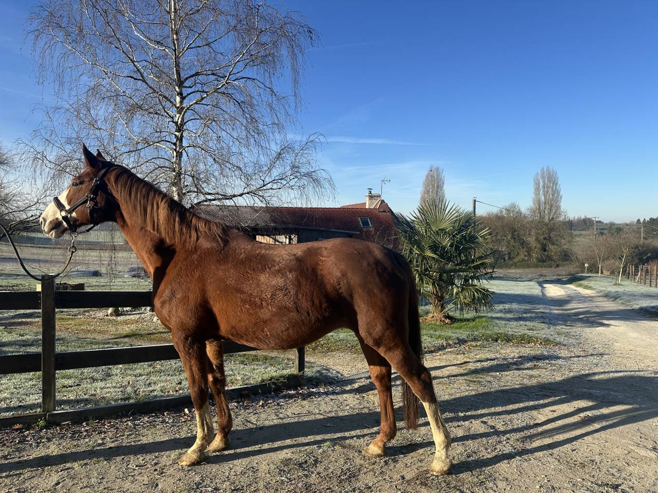 Jument SF pleine de dollar de la pierre