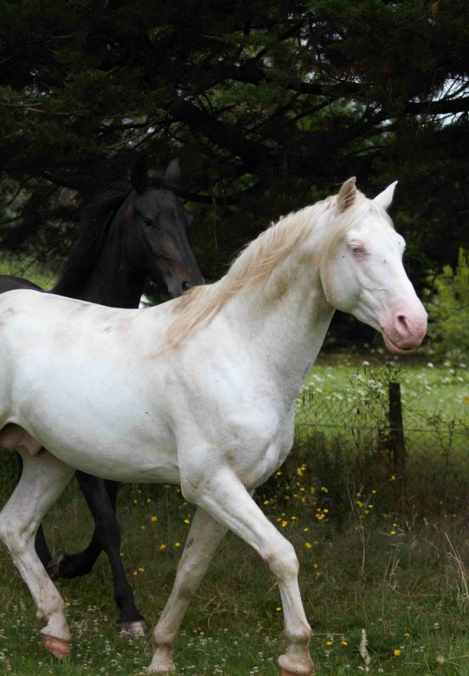 Superbe &eacute;talon appaloosa fondation few spot cr&egrave;me 