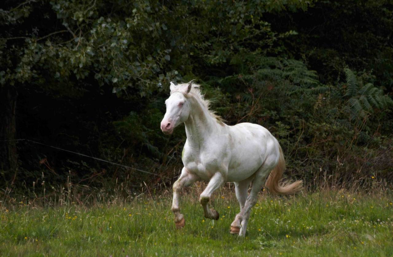 Superbe &eacute;talon appaloosa fondation few spot cr&egrave;me 