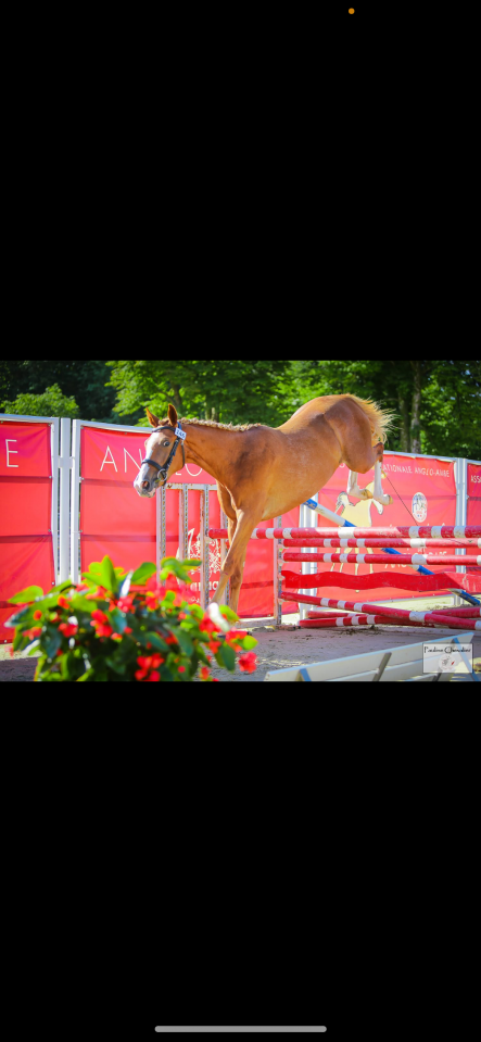 jument selle fran&ccedil;ais 