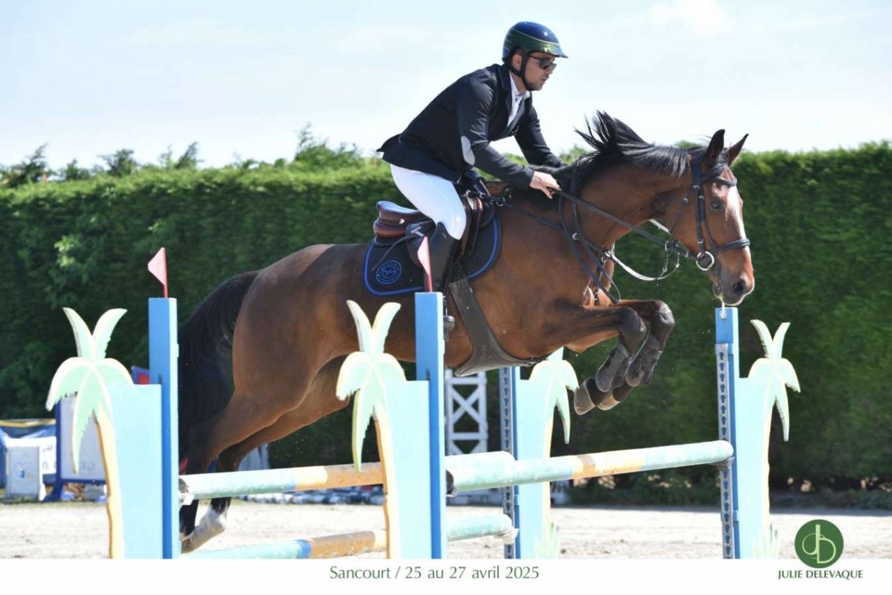 FURY BLUE ✨ Anglo arabe 11 ans 