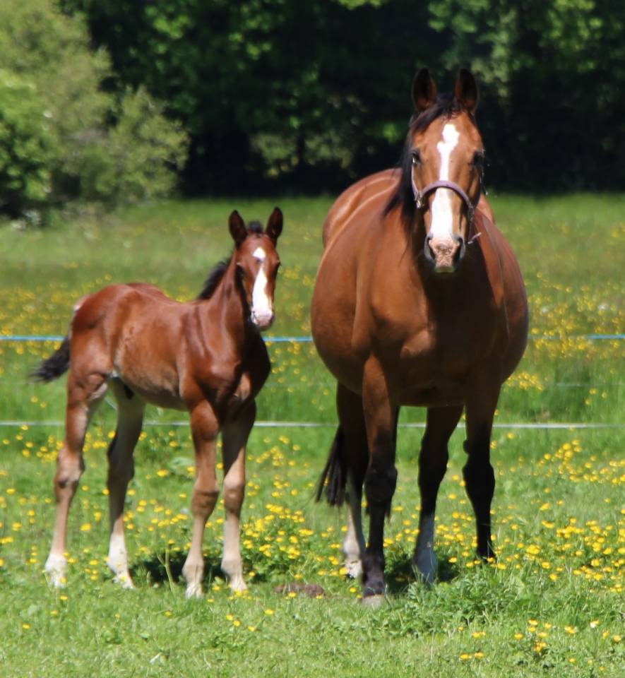 Poulain 2025 Itoki de riverland x cor de hus