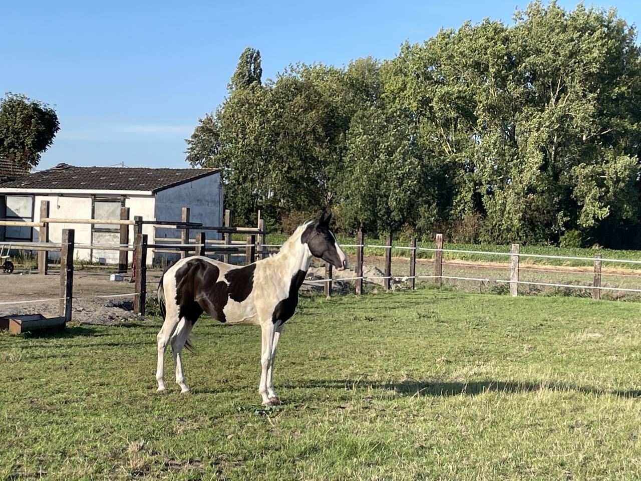 Hongre Z pie noir 3 ans 1m65