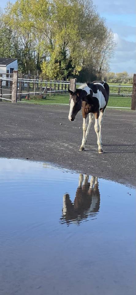 Poulain 2025 SF pie bai par Limbo