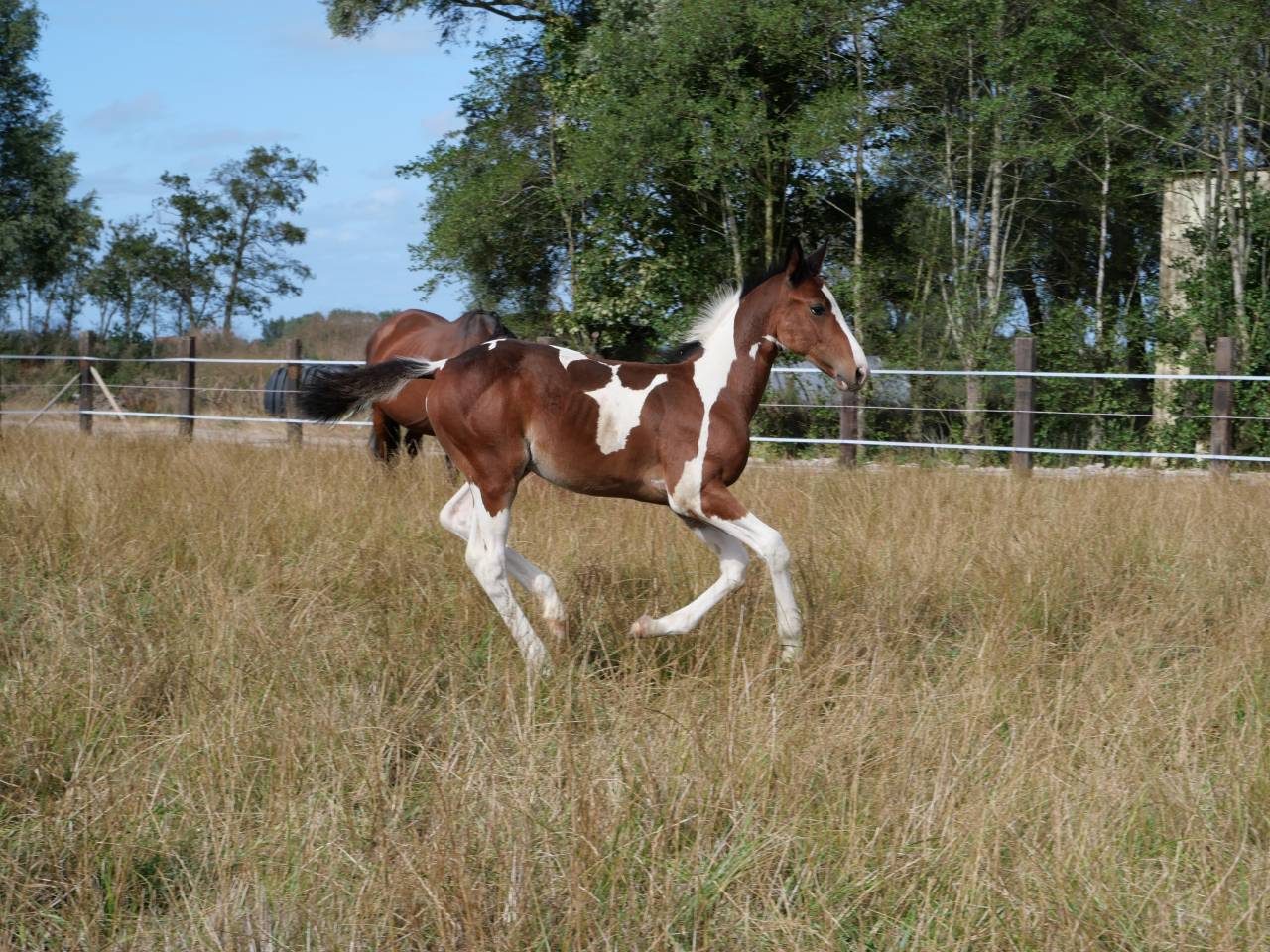 Poulain 2025 SF pie bai par Limbo