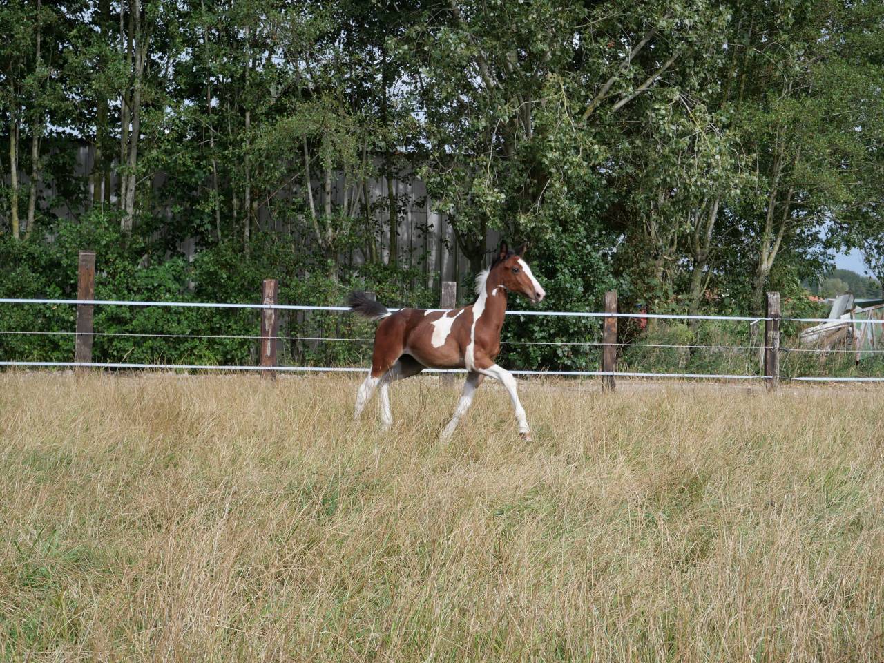 Poulain 2025 SF pie bai par Limbo