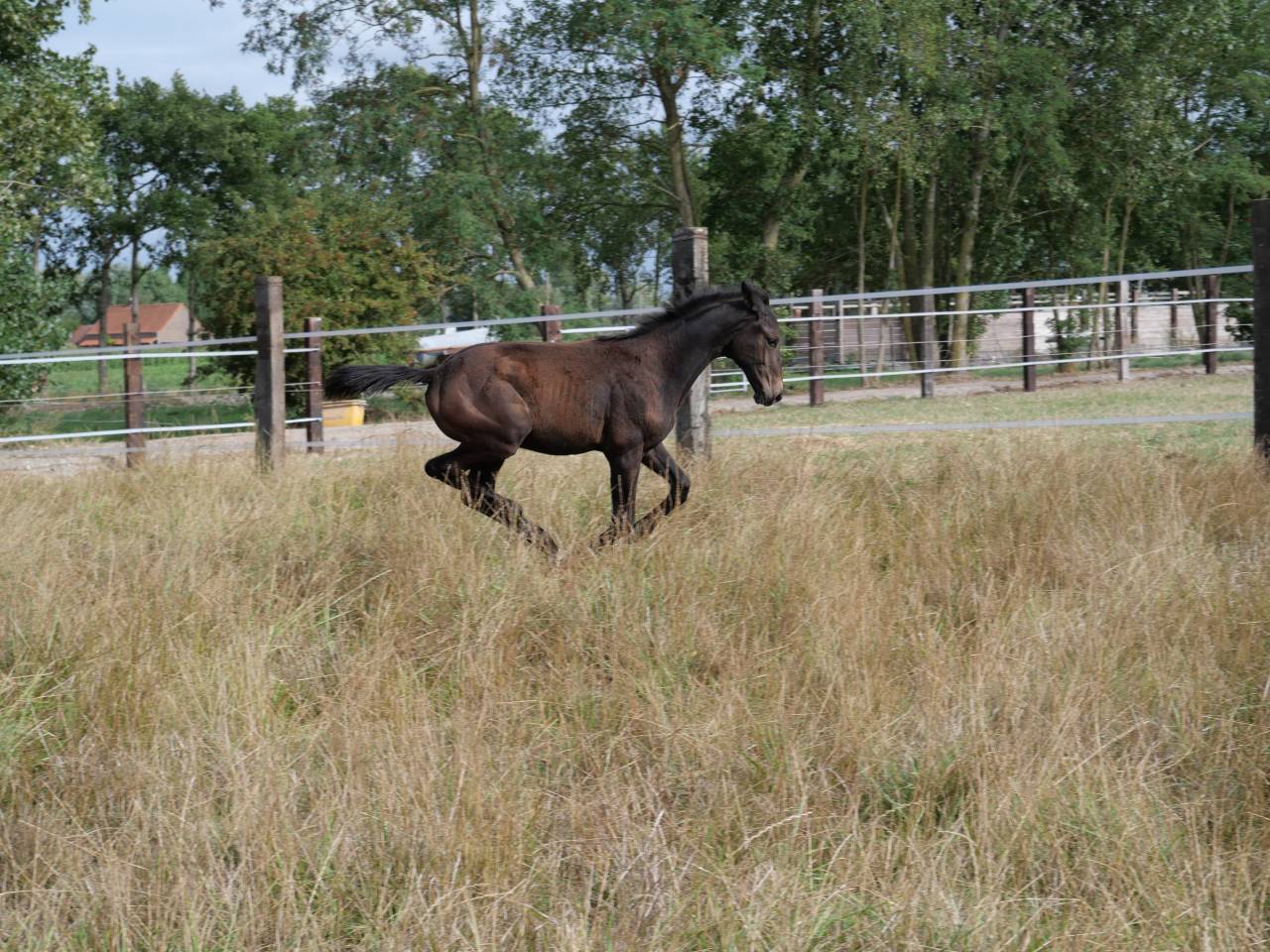 Poulain 2025 SFO noir pangar&eacute; par Rahotep de Toscane 