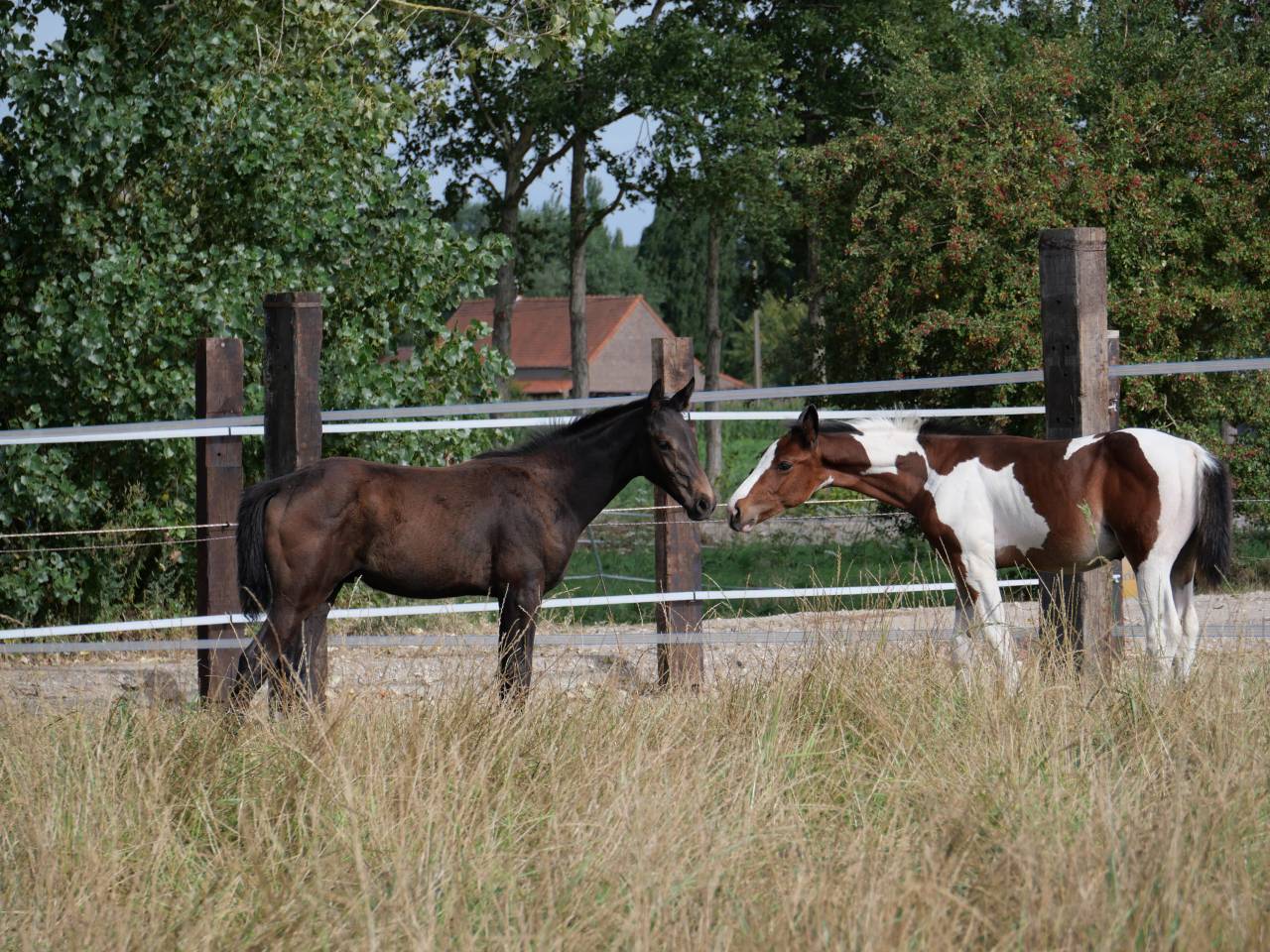 Poulain 2025 SFO noir pangar&eacute; par Rahotep de Toscane 