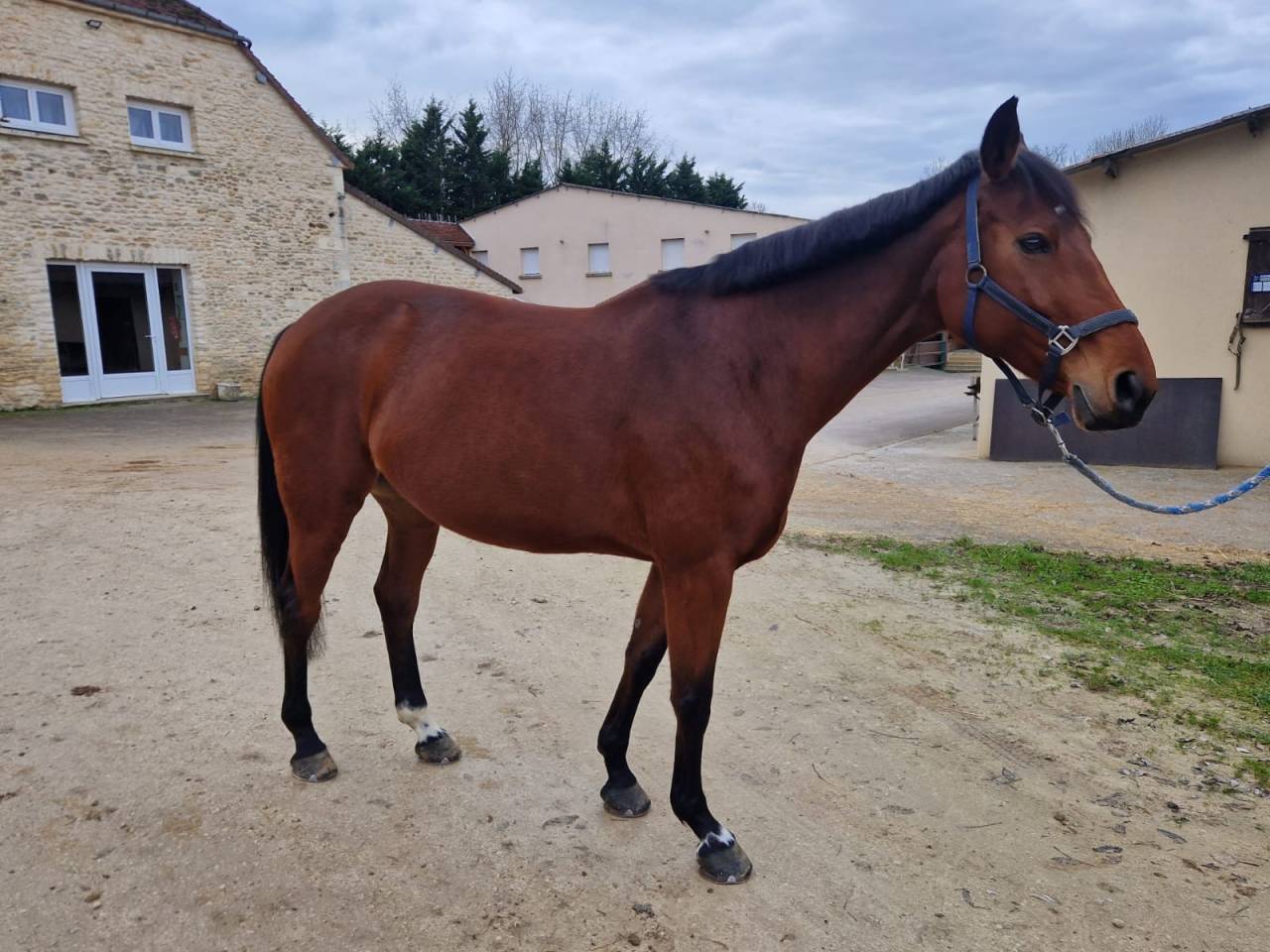 Jument 11 ans 