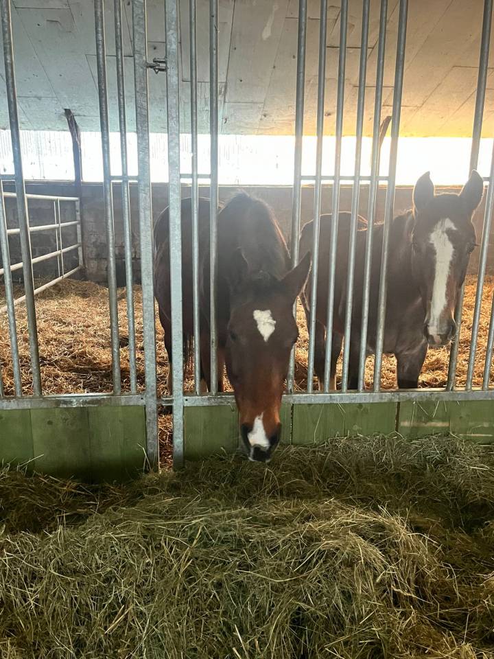 Jument de loisir ou m&egrave;re porteuse