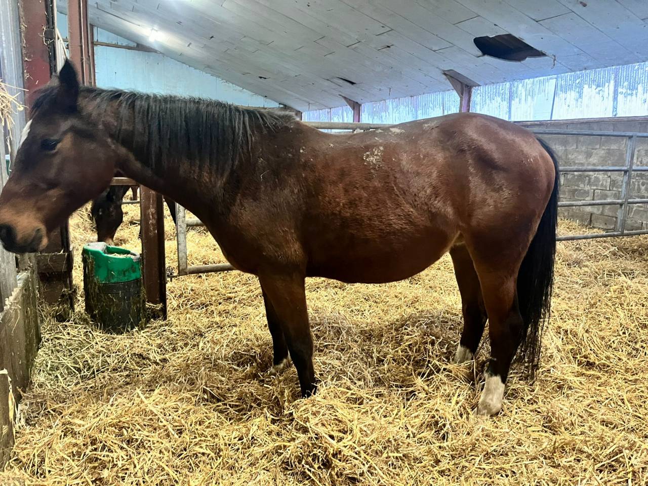 Jument de loisir ou m&egrave;re porteuse
