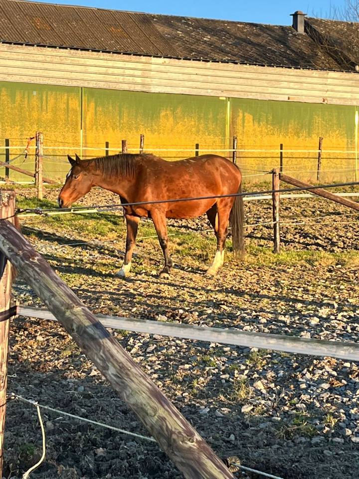 Jument de loisir ou m&egrave;re porteuse