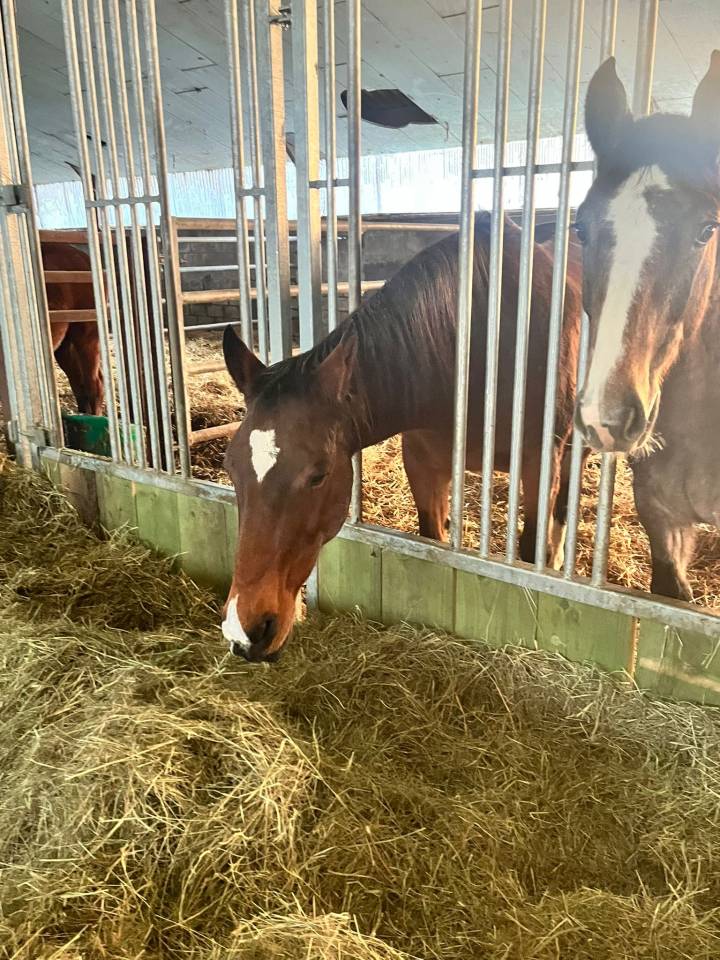 Jument de loisir ou m&egrave;re porteuse